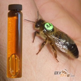Glue for tags on the uterus of Jenter, drawing 