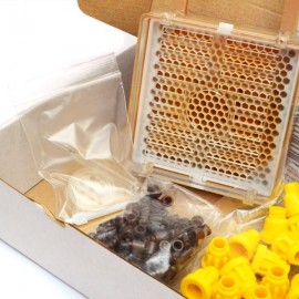 Jenter's honeycomb (Product Set No. 021), Bild