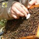 Queen bee's cell protection cap Nicot, drawing 11