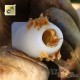 Das Hütchen zum Schutz des Bienenköniginnen. Nicot, bild 8