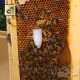 Queen bee's cell protection cap Nicot, drawing 10