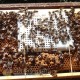 Das Kästchen Nicot für das Einsetzen der Bienenkönigin, bild 4