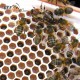 Jenter's honeycomb (Product Set No. 011), drawing 7
