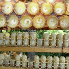 Bowls in the ribbon for royal jelly, 
